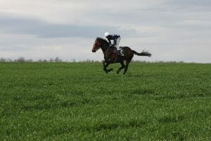 Horse, Racing, Chasing, Chinese Zodiac