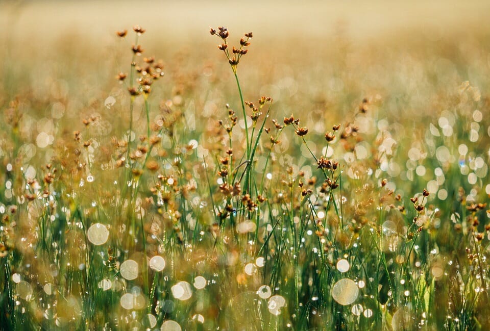 earth sign, flower, earth element