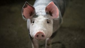 dragon pig compatibility 
