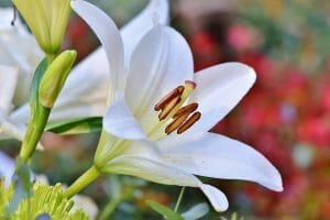 Five, Flower, Lily, Numerology Numbers