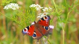 butterfly, flower