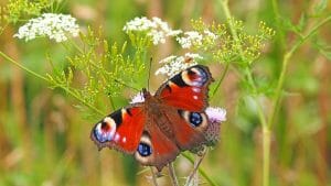 Butterfly, Flower