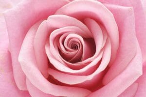 Rose, Flower, July 6 Zodiac