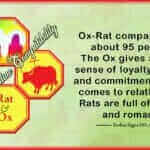 Rat Ox