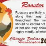 Rooster 2020