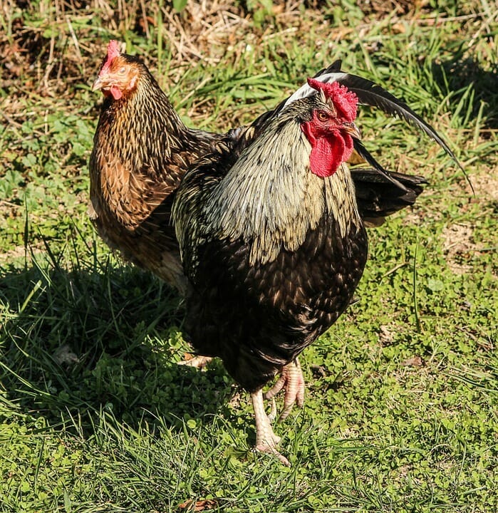 rooster rooster compatibility