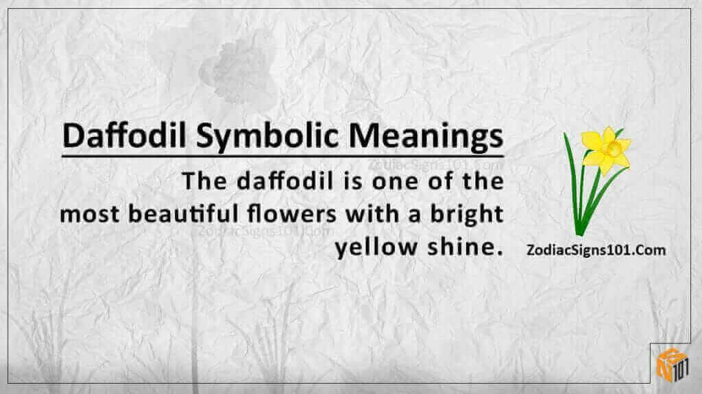 Daffodil Symbolic Meanings