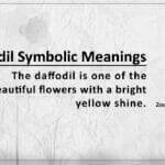 Daffodil Symbolic Meanings