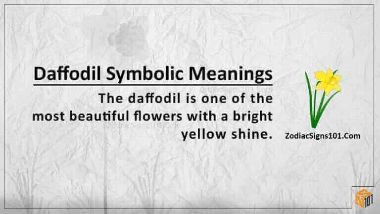 Daffodil Symbolic Meanings