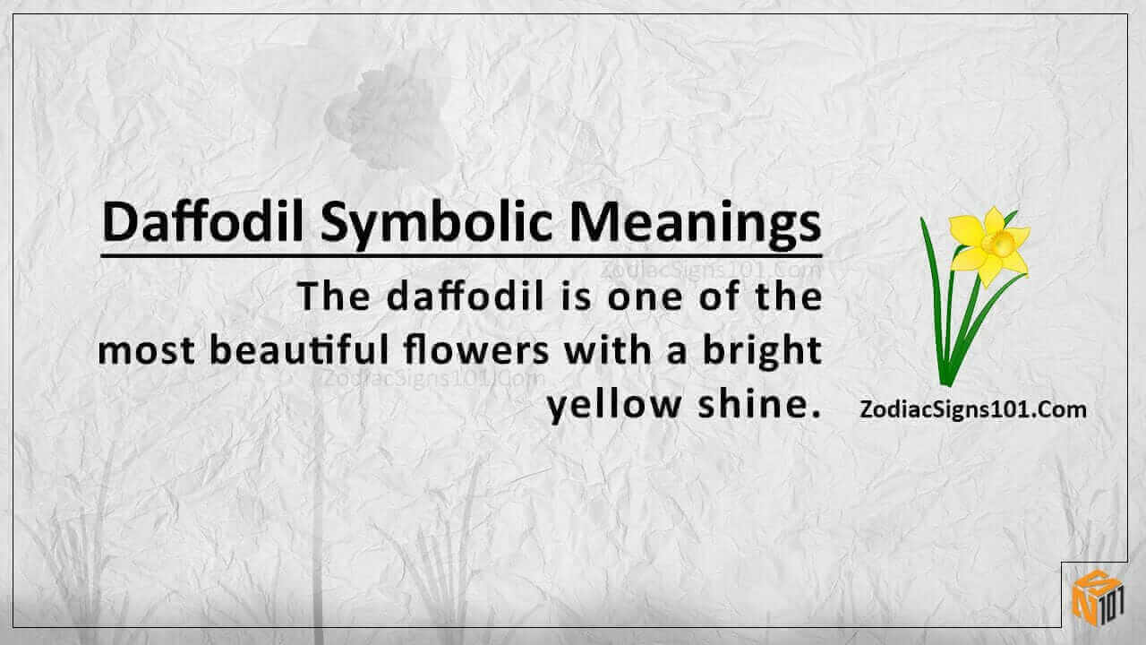 Daffodil Symbolic Meanings