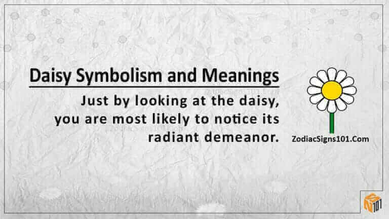 daisy symbolism meaning