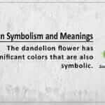 Dandelion Symbolism Meaning