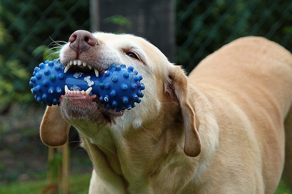 Dog, Dog Rooster Compatibility