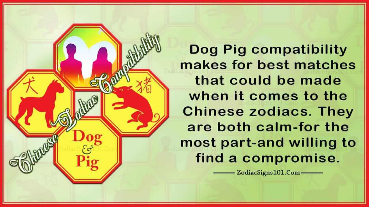 Dog Pig Compatibility