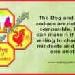 Dog Rooster Compatibility