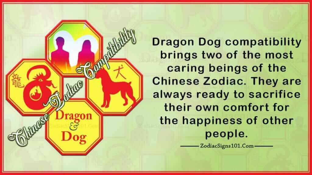 dragon dog
