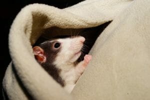 rat pig compatibility 