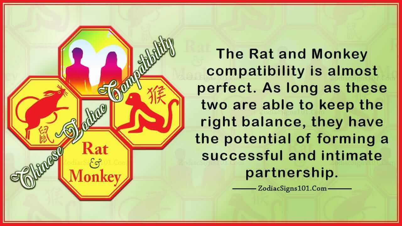 rat monkey