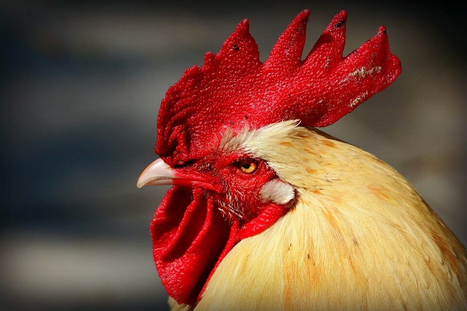 Rabbit Rooster Compatibility Stickler and Emotional ZodiacSigns101