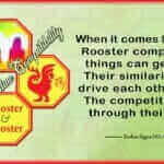 Rooster Rooster