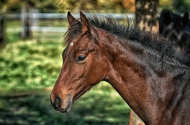 Horse Dog Compatibility