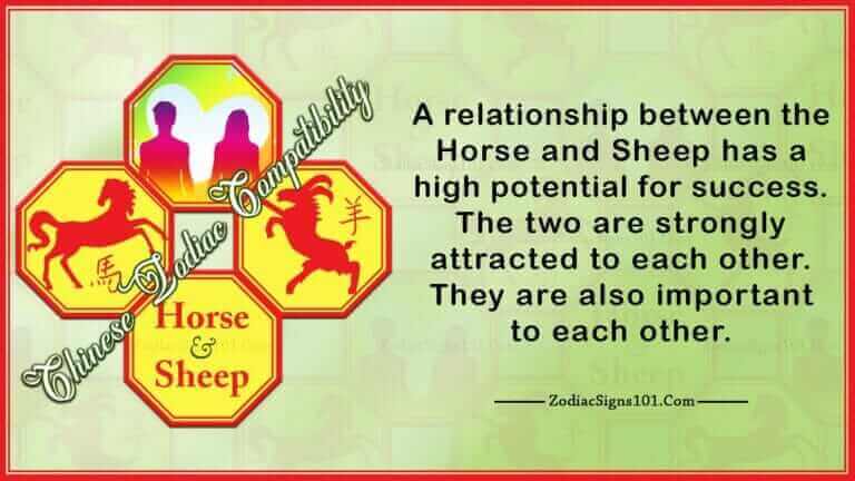 Horse Sheep Compatibility