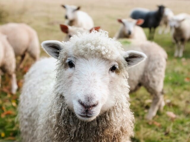 Sheep Sheep Compatibility 
