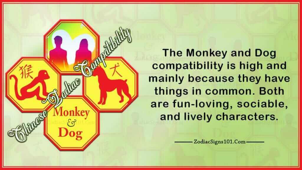Monkey Dog Compatibility
