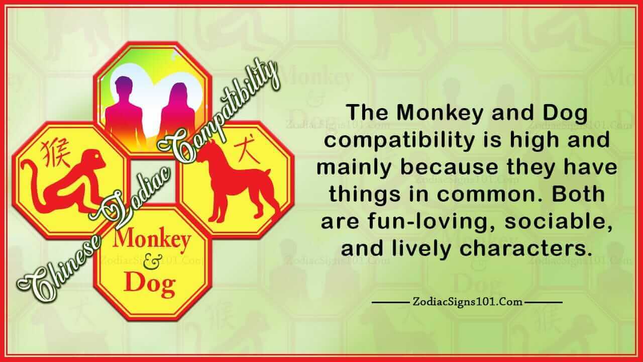 Monkey Dog Compatibility Sociable Yet A Little Shy ZodiacSigns101