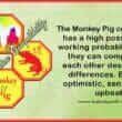 Monkey Pig Compatibility