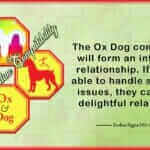 Ox Dog