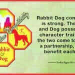 Rabbit Dog