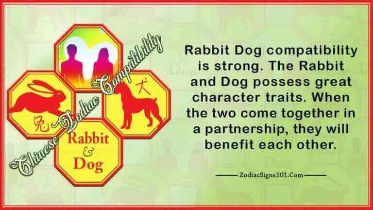 rabbit dog
