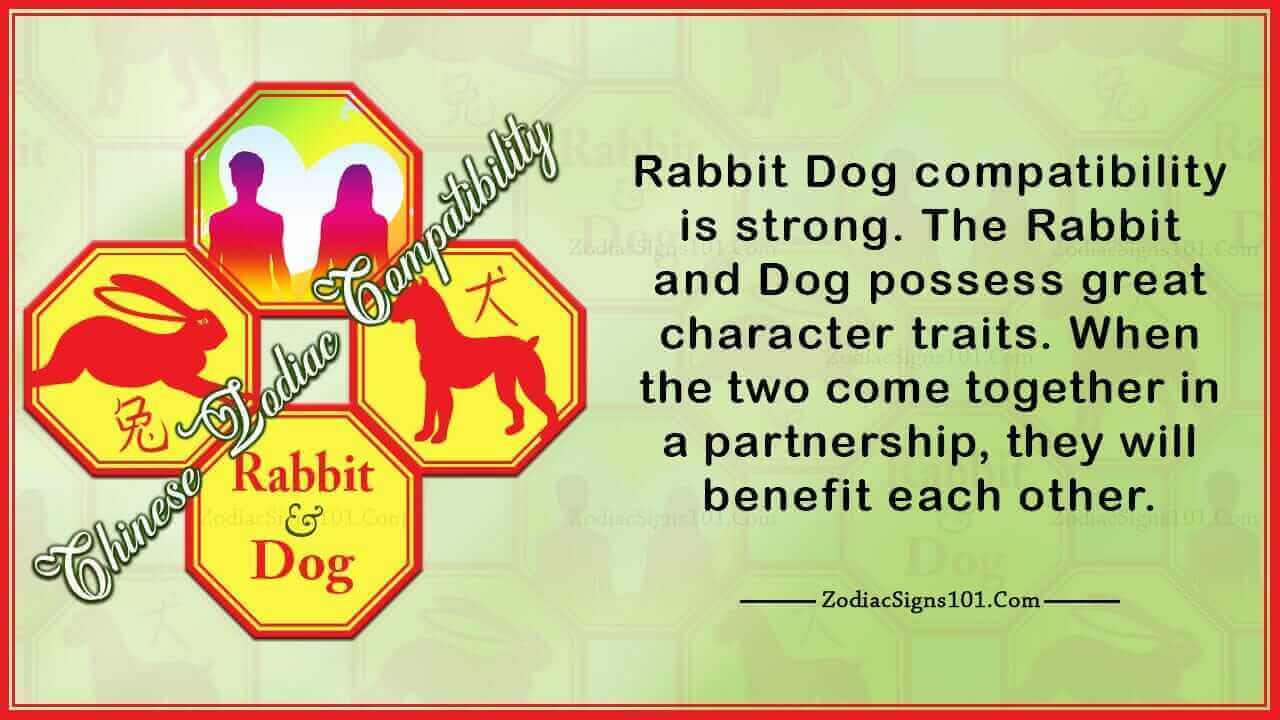 Rabbit Dog