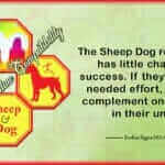 Sheep Dog