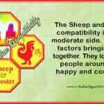 Sheep Rooster