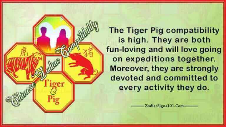 tiger pig