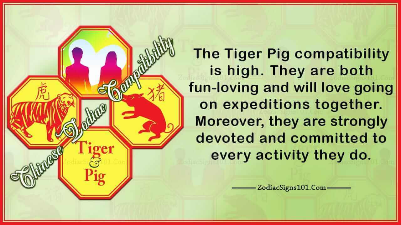 Tiger Pig