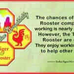 Tiger Rooster