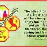 tiger sheep