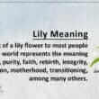 Lily Meaning