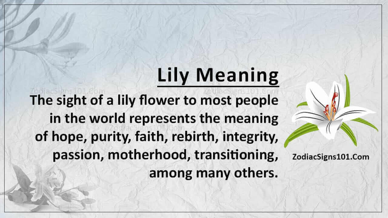 Lily Meaning