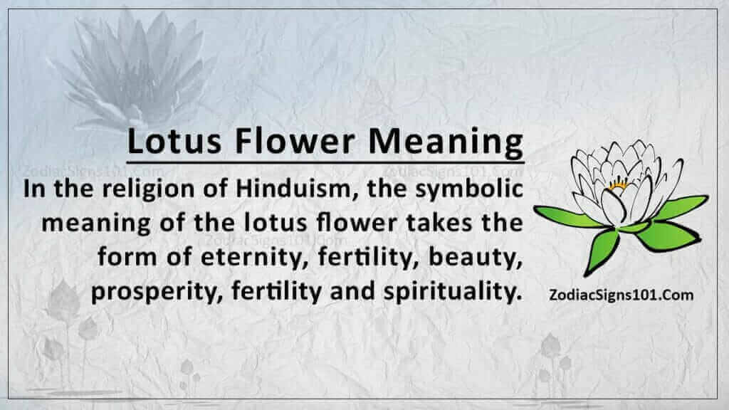 Lotus Flower Meaning