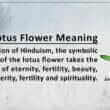 Lotus Flower Meaning