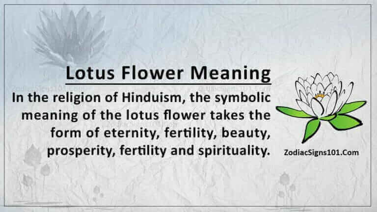 Lotus Flower Meaning